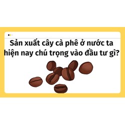 Sản xuất cây cà phê ở nước ta hiện nay chú trọng vào đầu tư gì?