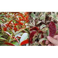Cây đơn lá đỏ trị mề đay được hay không?