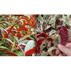 Cây đơn lá đỏ trị mề đay được hay không?