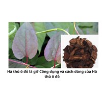 Hà thủ ô đỏ là gì? Công dụng và cách dùng của Hà thủ ô đỏ