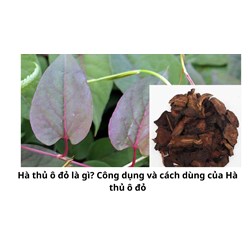 Hà thủ ô đỏ là gì? Công dụng và cách dùng của Hà thủ ô đỏ