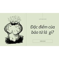 Đặc điểm của bào tử là  gì?