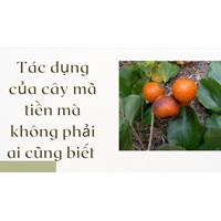 Tác dụng của cây mã tiền mà không phải ai cũng biết