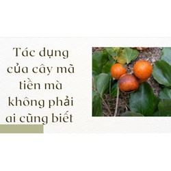 Tác dụng của cây mã tiền mà không phải ai cũng biết