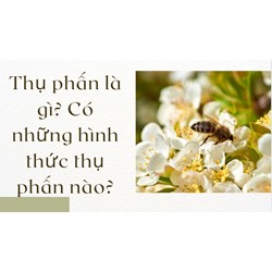 Thụ phấn là gì? Có những hình thức thụ phấn nào?