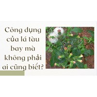 Công dụng của lá tàu bay mà không phải ai cũng biết?