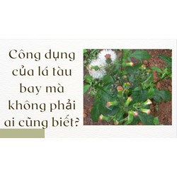 Công dụng của lá tàu bay mà không phải ai cũng biết?