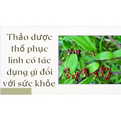 Thảo dược thổ phục linh có tác dụng gì đối với sức khỏe