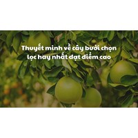 Thuyết minh về cây bưởi chọn lọc hay nhất đạt điểm cao