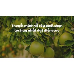 Thuyết minh về cây bưởi chọn lọc hay nhất đạt điểm cao