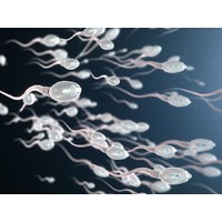 Trình bày cơ chế sinh con trai, con gái ở người