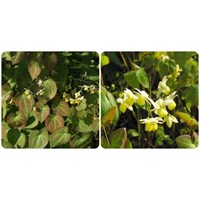 Công dụng cây dâm dương hoắc đối với sức khỏe