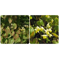 Công dụng cây dâm dương hoắc đối với sức khỏe