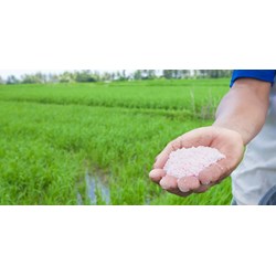 Phân bón có vai trò gì đối với thực vật?