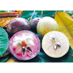 Quả vú sữa ăn có tốt cho bà bầu không?