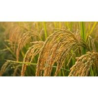 Thuyết minh về cây lúa có sử dụng biện pháp nghệ thuật hay nhất