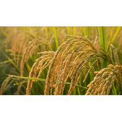 Thuyết minh về cây lúa có sử dụng biện pháp nghệ thuật hay nhất
