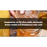 Kombucha là gì? Cách nuôi, bảo quản Scoby trong trà Kombucha đơn giản