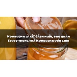 Kombucha là gì? Cách nuôi, bảo quản Scoby trong trà Kombucha đơn giản
