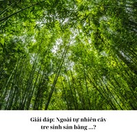 Giải đáp: Ngoài tự nhiên cây tre sinh sản bằng ...?