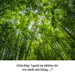 Giải đáp: Ngoài tự nhiên cây tre sinh sản bằng ...?