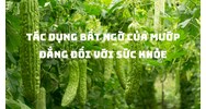 Tác dụng bất ngờ của mướp đắng đối với sức khỏe