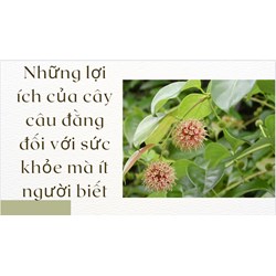 Những lợi ích của cây câu đằng đối với sức khỏe mà ít người biết