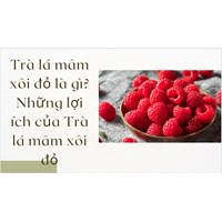 Trà lá mâm xôi đỏ là gì? Những lợi ích của Trà lá mâm xôi đỏ