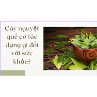 Cây nguyệt quế có tác dụng gì đối với sức khỏe?