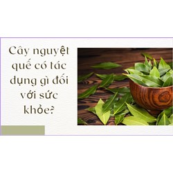 Cây nguyệt quế có tác dụng gì đối với sức khỏe?
