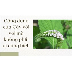 Công dụng của Cây vòi voi mà không phải ai cũng biết