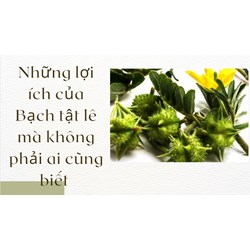 Những lợi ích của Bạch tật lê mà không phải ai cũng biết