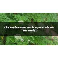 Cây xuyên khung có tác dụng gì đối với sức khoẻ?