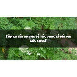 Cây xuyên khung có tác dụng gì đối với sức khoẻ?
