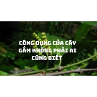 Công dụng của cây gắm không phải ai cũng biết