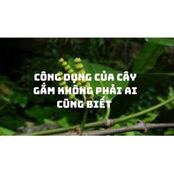 Công dụng của cây gắm không phải ai cũng biết