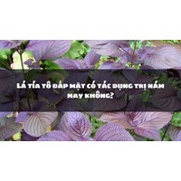 Lá tía tô đắp mặt có tác dụng trị nám hay không?