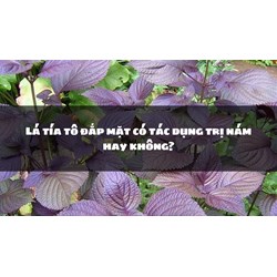 Lá tía tô đắp mặt có tác dụng trị nám hay không?