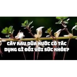 Cây rau dừa nước có tác dụng gì đối với sức khỏe?