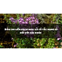 Bán chi liên bạch hoa xà có tác dụng gì đối với sức khỏe