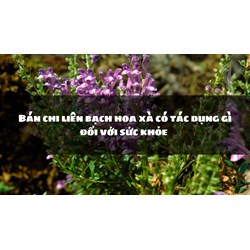 Bán chi liên bạch hoa xà có tác dụng gì đối với sức khỏe