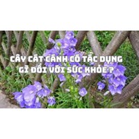 Cây cát cánh có tác dụng gì đối với sức khỏe ?