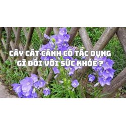 Cây cát cánh có tác dụng gì đối với sức khỏe ?