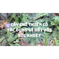 Cây chỉ thiên có tác dụng gì đối với sức khoẻ?