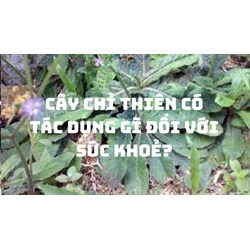 Cây chỉ thiên có tác dụng gì đối với sức khoẻ?