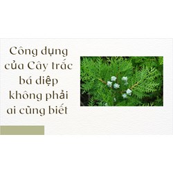 Công dụng của Cây trắc bá diệp không phải ai cũng biết