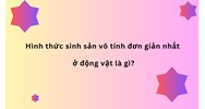 Hình thức sinh sản vô tính đơn giản nhất ở động vật là gì?