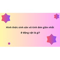 Hình thức sinh sản vô tính đơn giản nhất ở động vật là gì?