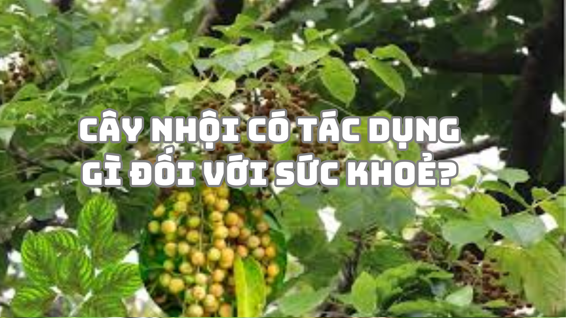 Cây nhội có tác dụng gì đối với sức khoẻ?