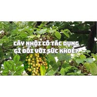 Cây nhội có tác dụng gì đối với sức khoẻ?